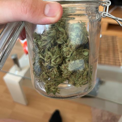 White Widow XXL #1 growlog timeline photo