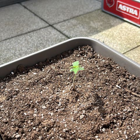 White Widow XXL #1 growlog timeline photo