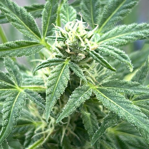 White Widow XXL #1 growlog timeline photo