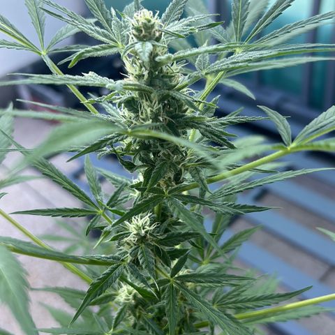 White Widow XXL #1 growlog timeline photo