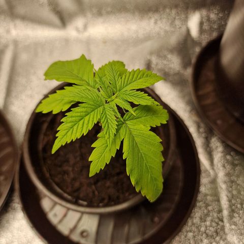 Triple G growlog timeline photo