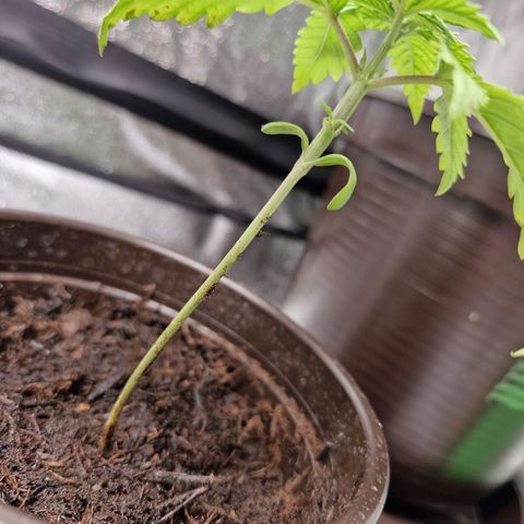 Triple G growlog photo: Geschnittene Blätter