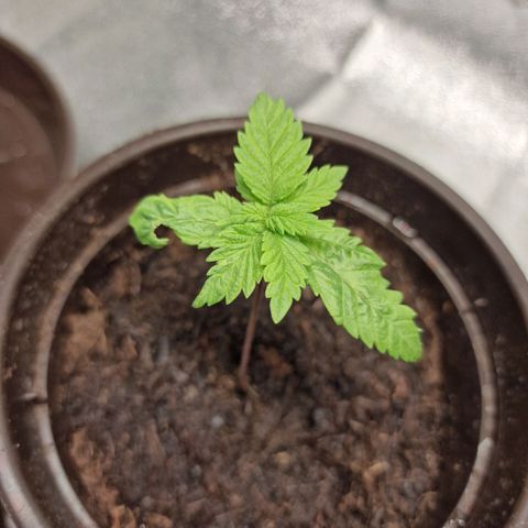 Kalini Asia growlog timeline photo