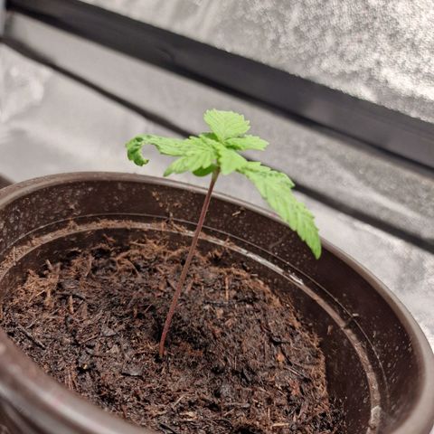 Kalini Asia growlog timeline photo