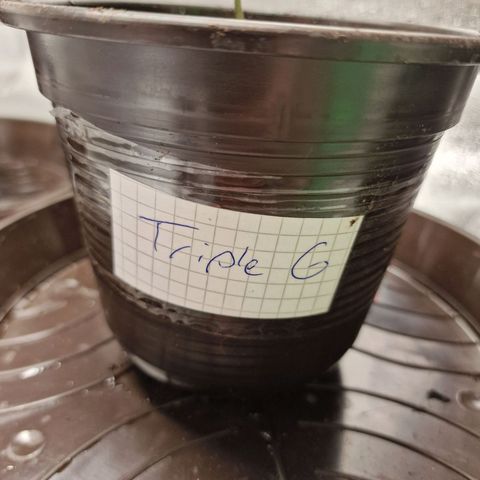 Triple G growlog timeline photo