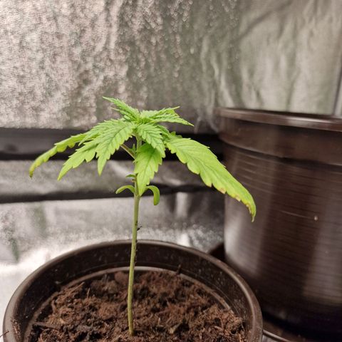 Triple G growlog photo: Kleine Blätter etwas dunkler als die alten