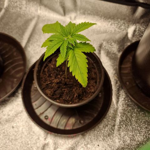 Triple G growlog photo: Kleine Blätter etwas dunkler als die alten