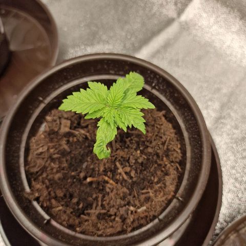 Kalini Asia growlog timeline photo
