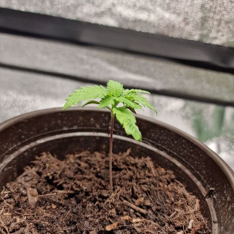 Kalini Asia growlog timeline photo