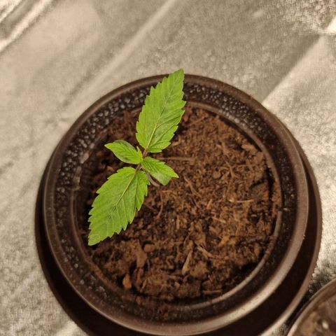 Schokohase  growlog timeline photo