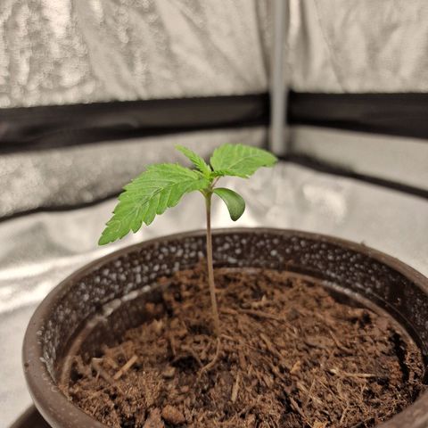 Schokohase  growlog timeline photo