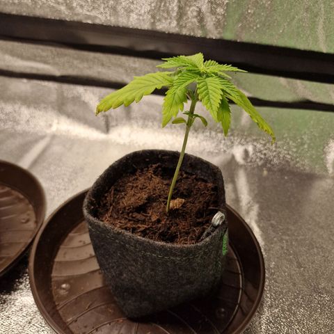 Triple G growlog timeline photo