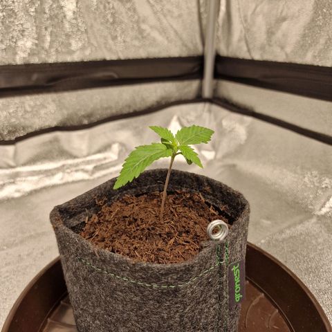 Schokohase  growlog timeline photo