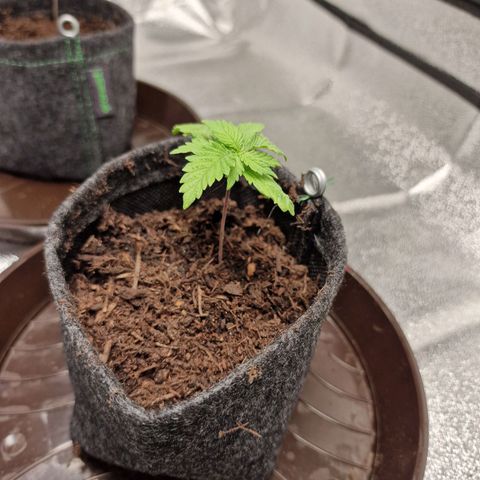 Kalini Asia growlog timeline photo