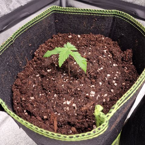 Schokohase  growlog photo: Lässt Blätter etwas hängen, Erde war vor Umtopfen komplett trocken.