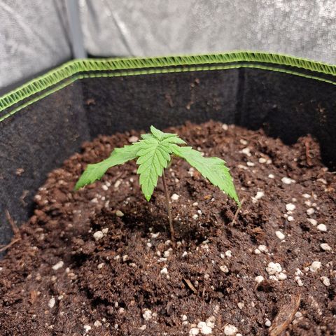 Schokohase  growlog photo: Lässt Blätter etwas hängen, Erde war vor Umtopfen komplett trocken.