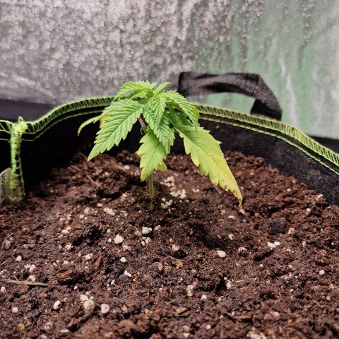 Triple G growlog photo: Zustand der unteren Blätter verschlechtert sich stetig. Hoffentlich wird das mit der neuen Erde besser
