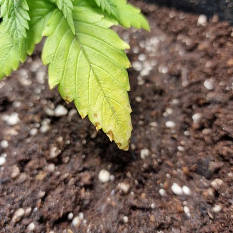 Triple G growlog photo: Zustand der unteren Blätter verschlechtert sich stetig. Hoffentlich wird das mit der neuen Erde besser