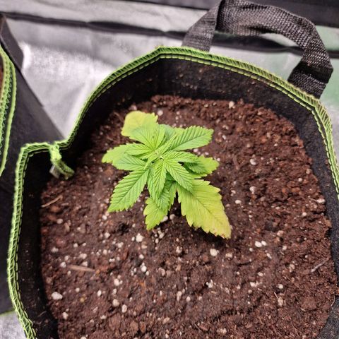 Triple G growlog photo: Zustand der unteren Blätter verschlechtert sich stetig. Hoffentlich wird das mit der neuen Erde besser