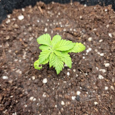 Kalini Asia growlog photo: Weiterhin völliger Wachstumsstillstand.