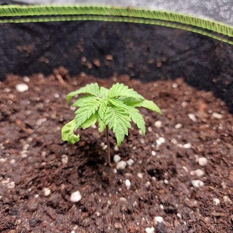 Kalini Asia growlog photo: Weiterhin völliger Wachstumsstillstand.
