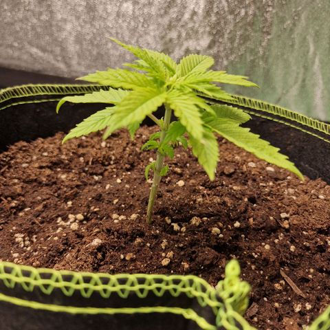 Triple G growlog photo: Untersten Blattpaar Braunfärbung, wurde abgeschnitten