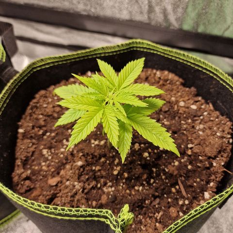 Triple G growlog photo: Untersten Blattpaar Braunfärbung, wurde abgeschnitten