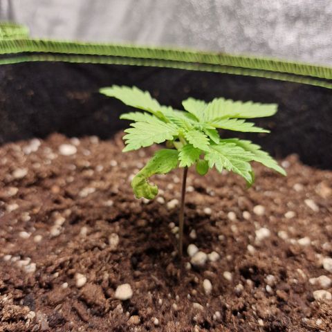 Kalini Asia growlog photo: Weiterhin kaum sichtbares Wachstum
