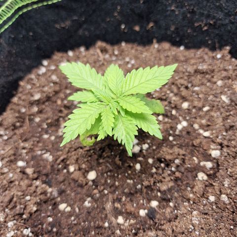 Kalini Asia growlog photo: Weiterhin kaum sichtbares Wachstum