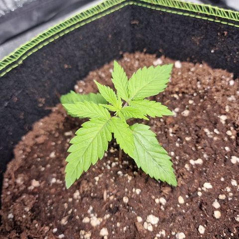 Schokohase  growlog photo: Schnelles Wachstum, keine Anzeichen von Problemen
