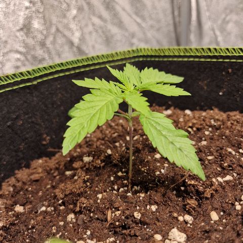Schokohase  growlog photo: Schnelles Wachstum, keine Anzeichen von Problemen