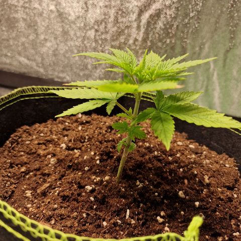 Triple G growlog photo: Farbe von gelblich zu schönem Grün.