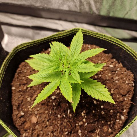Triple G growlog photo: Farbe von gelblich zu schönem Grün.