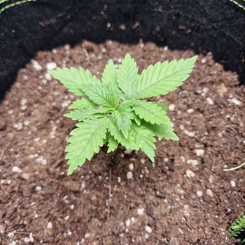 Kalini Asia growlog photo: Zwar weiterhin die kleinste, zeigt aber wieder Wachstum.