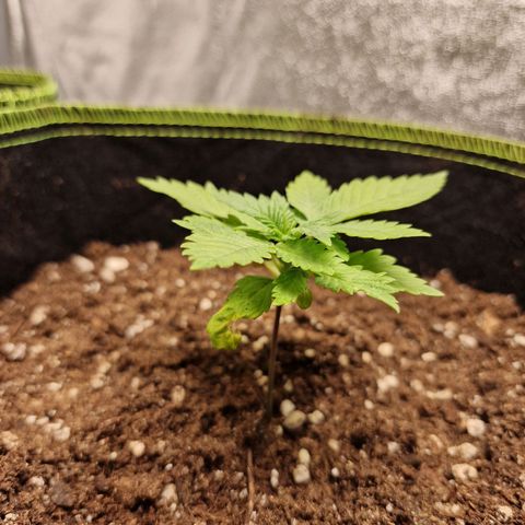 Kalini Asia growlog photo: Zwar weiterhin die kleinste, zeigt aber wieder Wachstum.