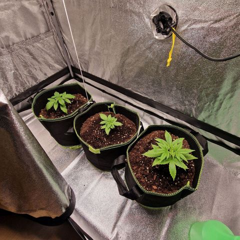 Schokohase  growlog timeline photo