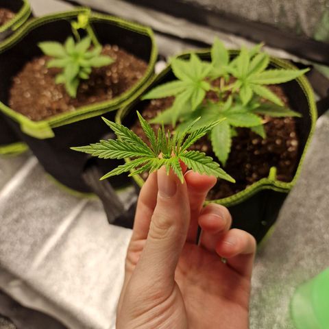 Triple G growlog photo: Triple G getoppt.