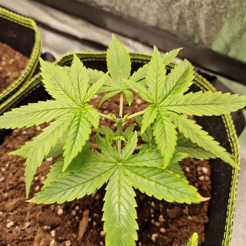 Triple G growlog photo: Triple G getoppt.