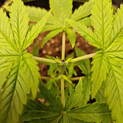 Triple G growlog timeline photo