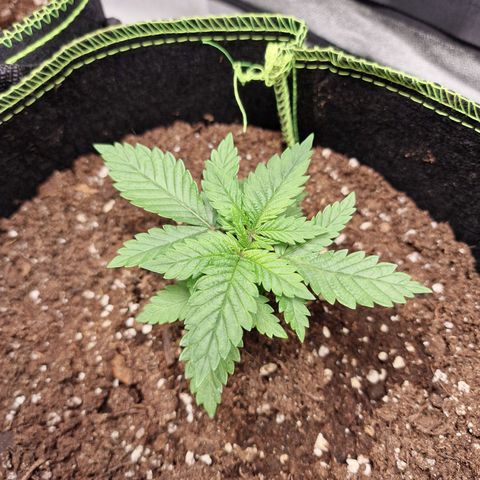 Kalini Asia growlog timeline photo