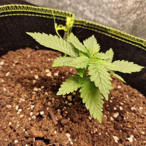 Kalini Asia growlog timeline photo