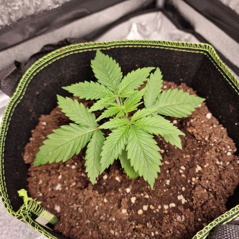 Schokohase  growlog timeline photo