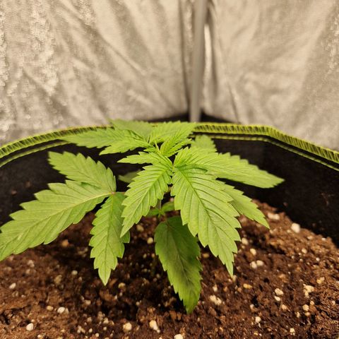 Schokohase  growlog timeline photo