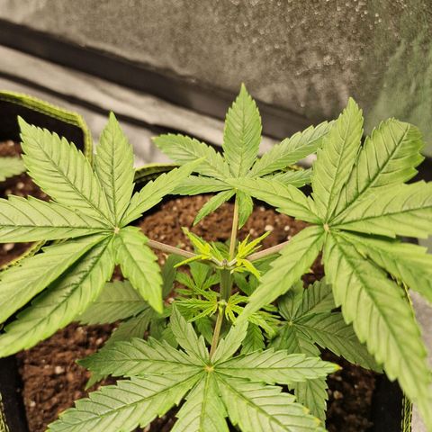 Triple G growlog timeline photo