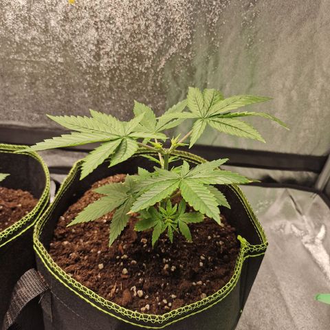 Triple G growlog timeline photo
