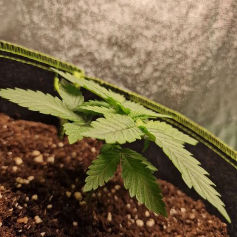 Kalini Asia growlog photo: Wachstum weiterhin relativ langsam