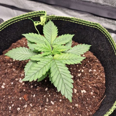Kalini Asia growlog photo: Wachstum weiterhin relativ langsam