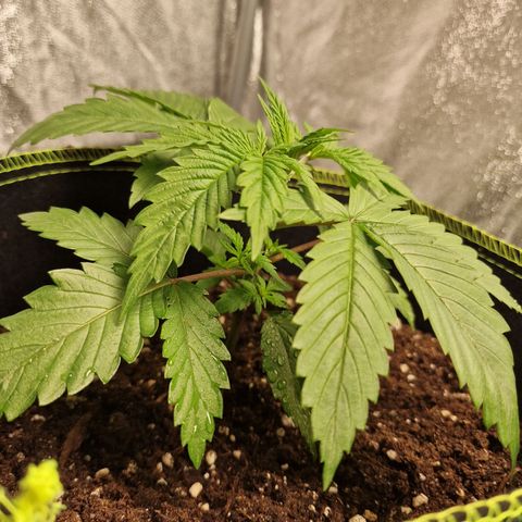 Schokohase  growlog timeline photo