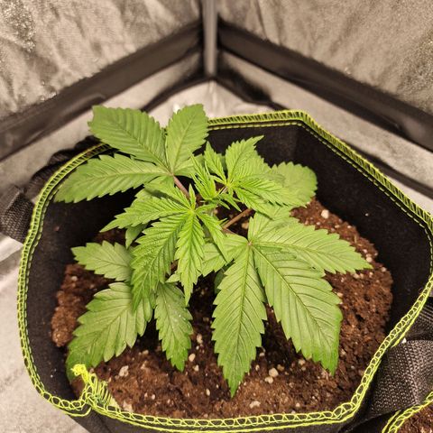Schokohase  growlog timeline photo