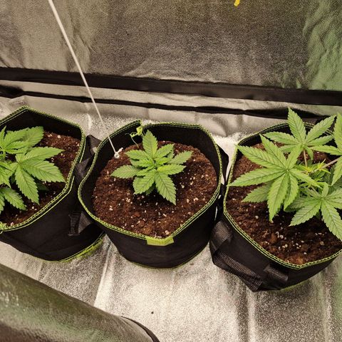 Schokohase  growlog photo: Triple G > Schokohase > Kalini Asia.
Stämme sind lila. Nährstoffverbrennung? Nährstoffmangel?